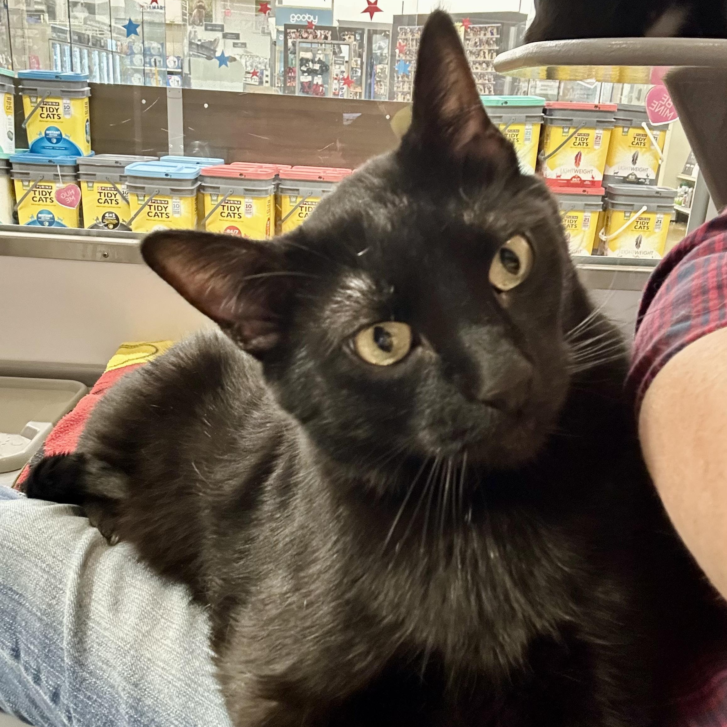 Enlarge Niko, an adopted Domestic Short Hair in Belleville, IL image 1/2