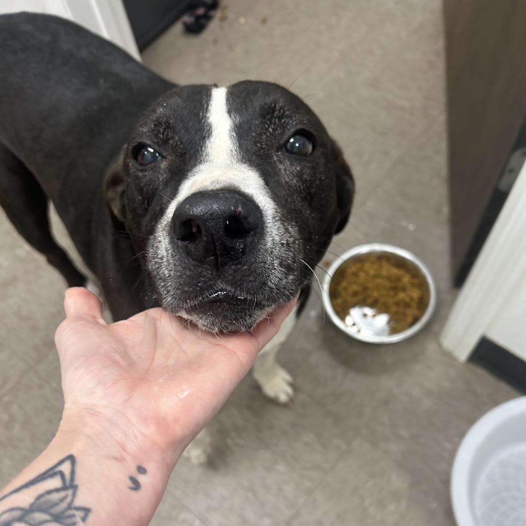 PawPaw Jennings, Adoptable, Senior Male Labrador Retriever & Pit Bull Terrier.