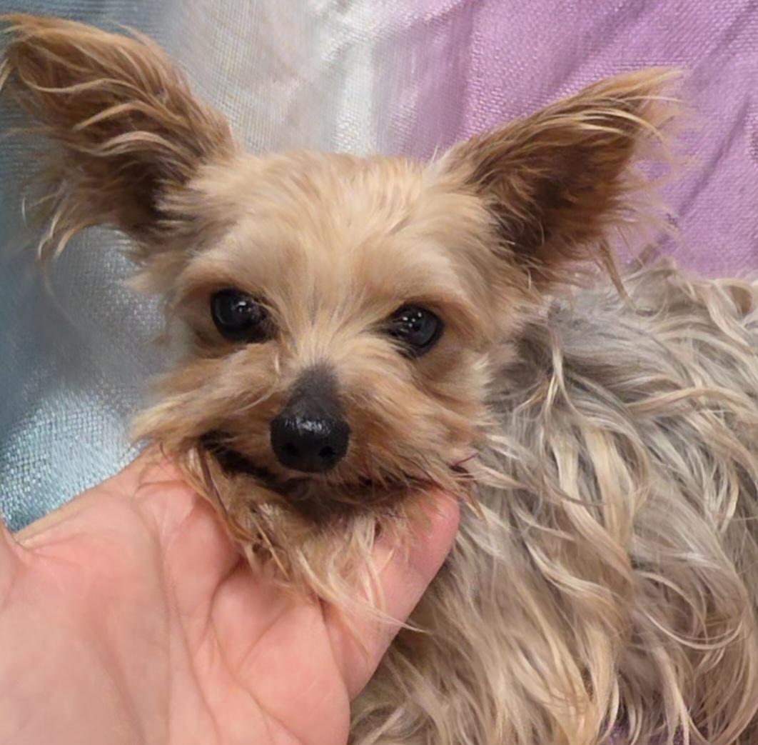Enlarge Leila, an adopted Yorkshire Terrier in LaGrange, IN image 4/6