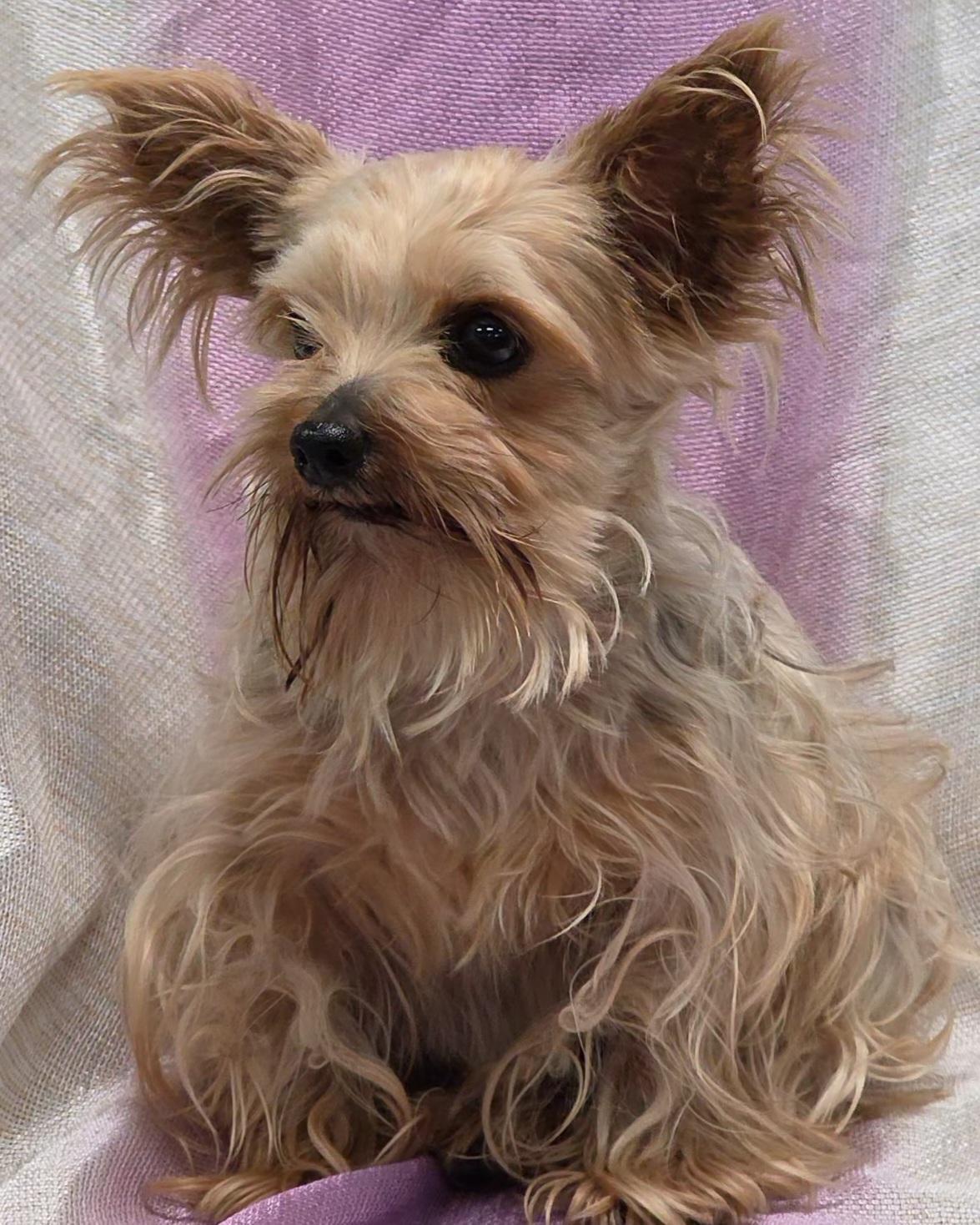 Enlarge Leila, an adopted Yorkshire Terrier in LaGrange, IN image 3/6