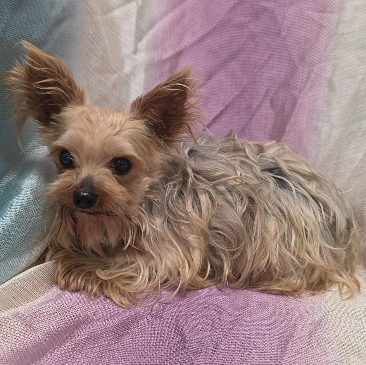 Enlarge Leila, an adopted Yorkshire Terrier in LaGrange, IN image 5/6