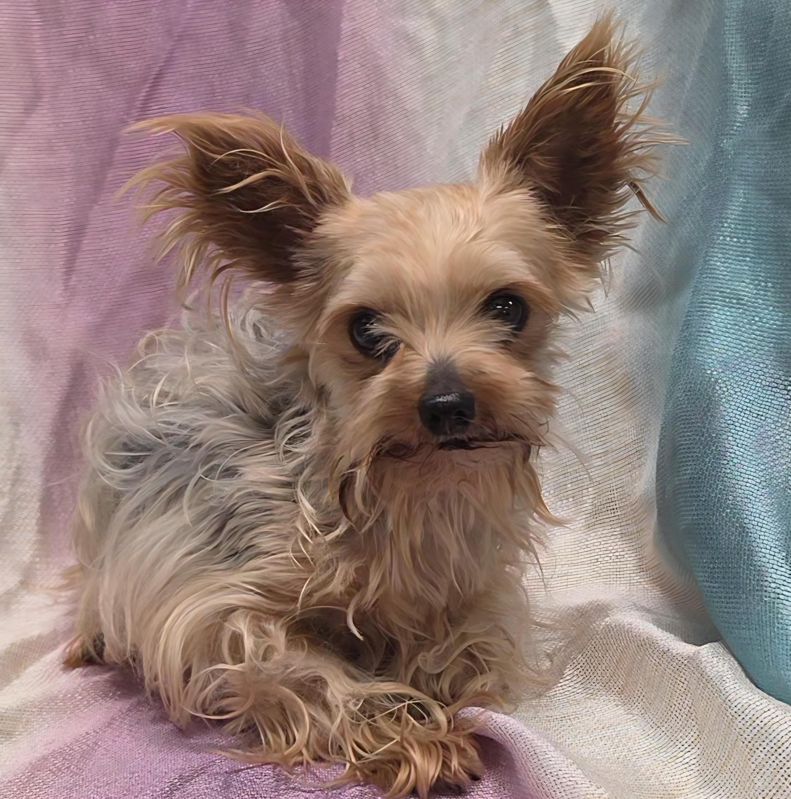 Enlarge Leila, an adopted Yorkshire Terrier in LaGrange, IN image 6/6