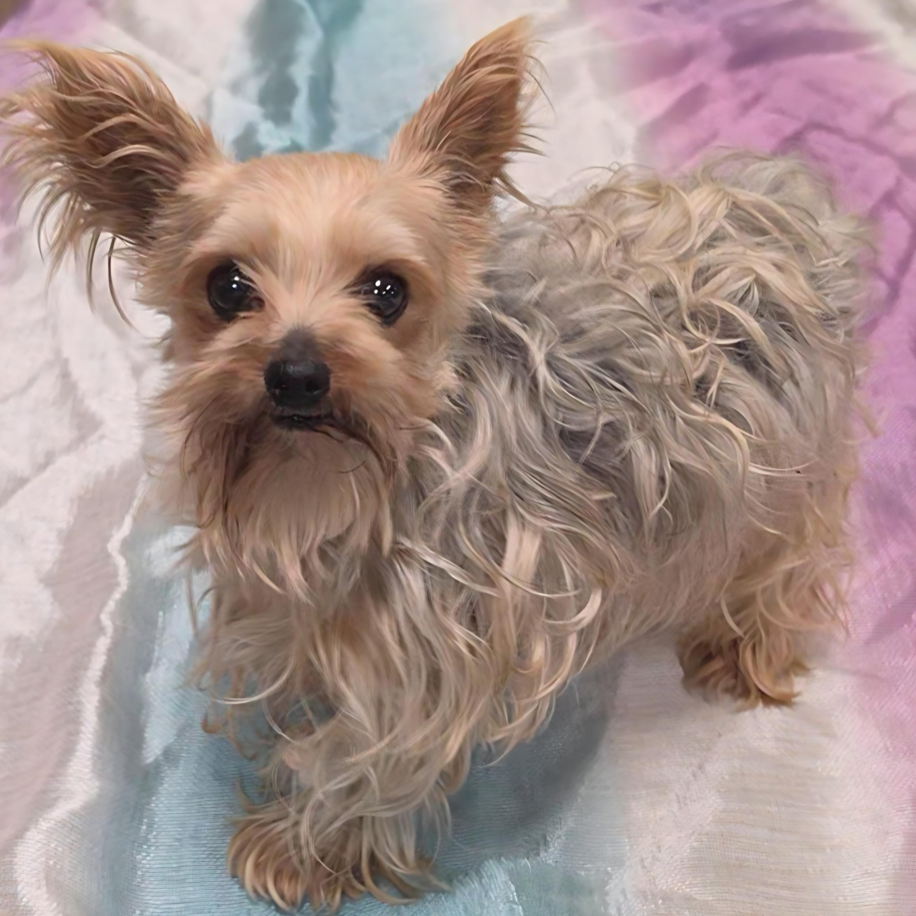 Leila, adopted, Adult Female Yorkshire Terrier.