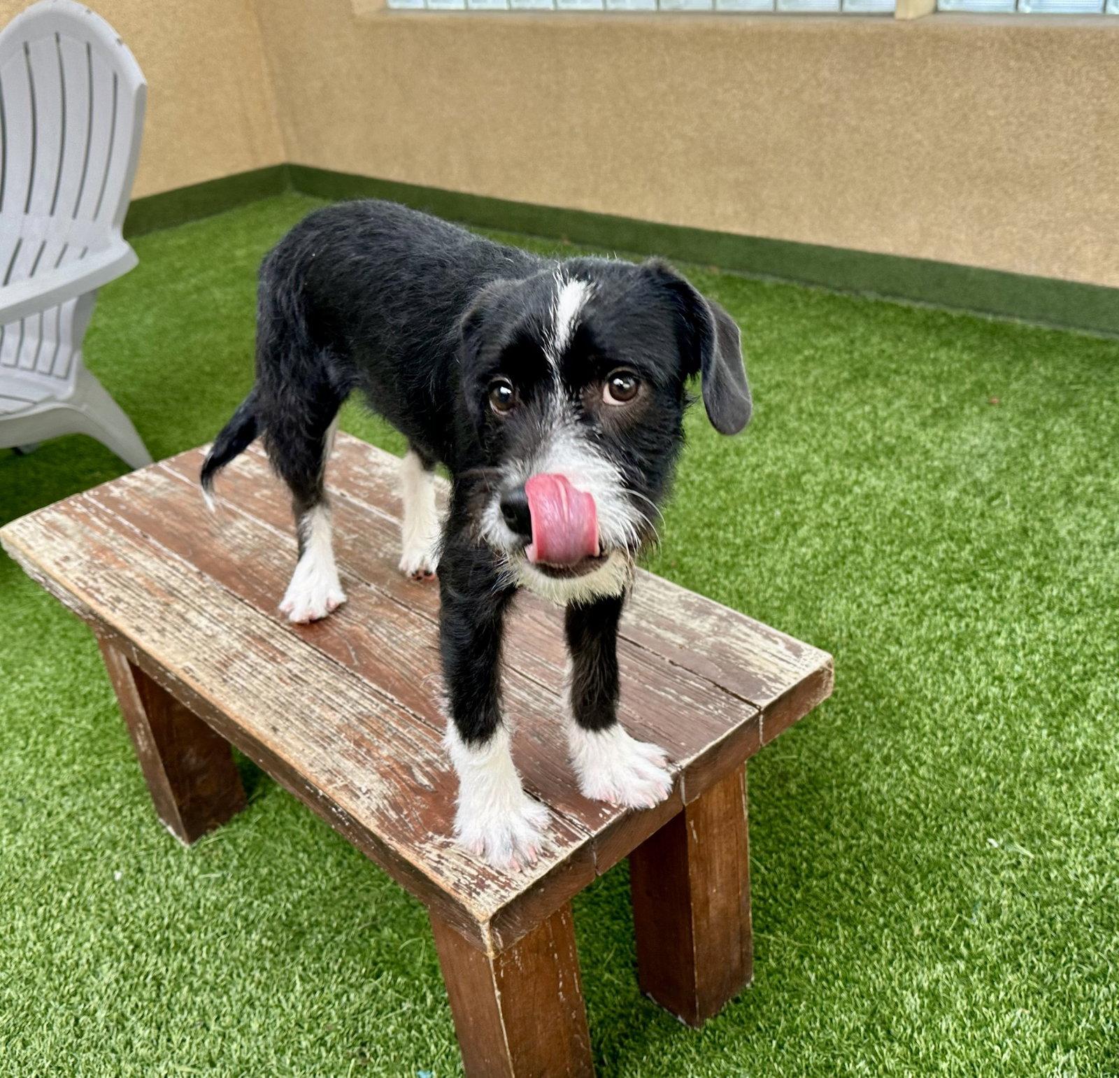 Lulu the Puppy!, Adopted, Young Female Terrier.