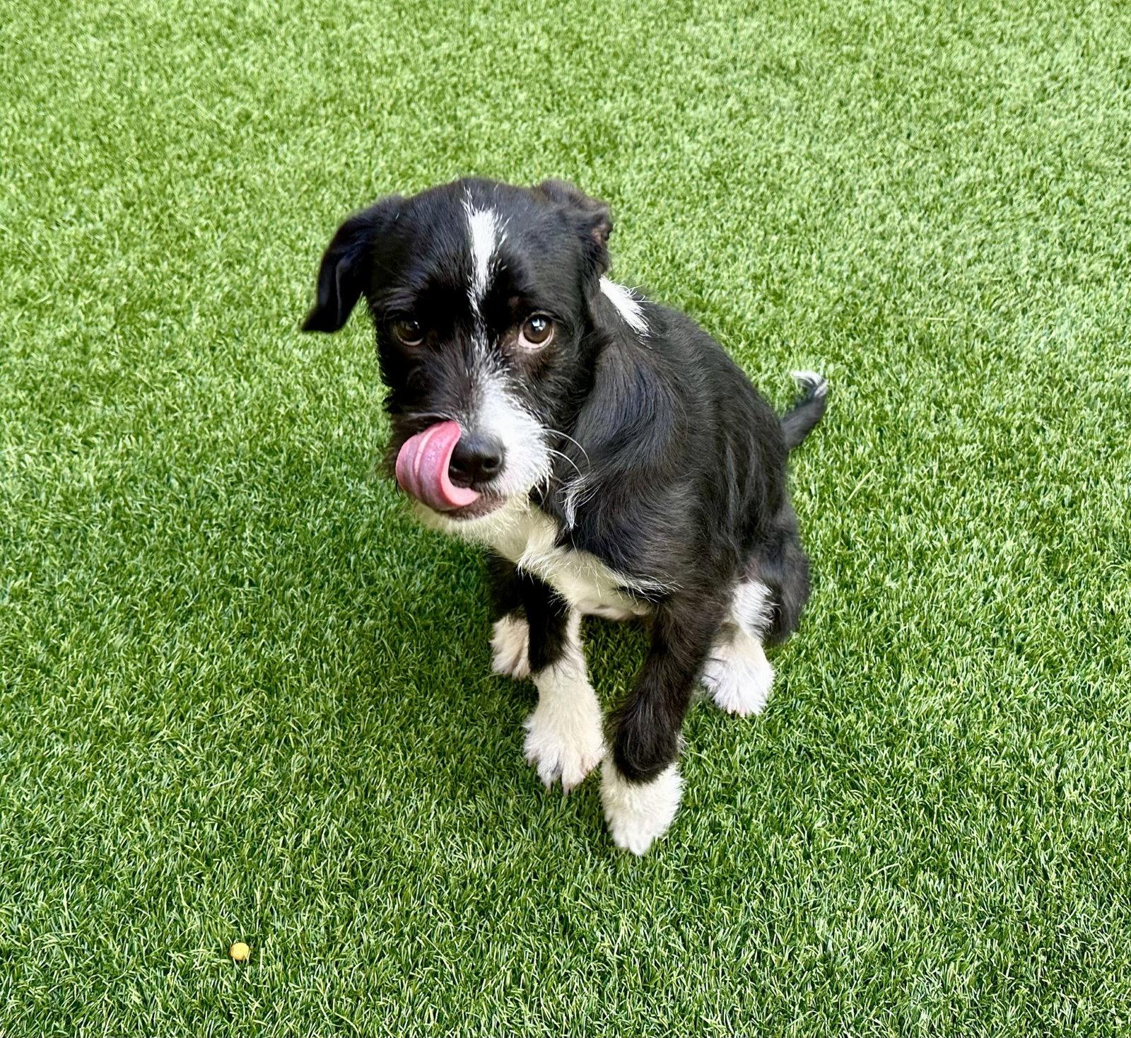 Enlarge Lulu the Puppy!, a Adopted Terrier in Burlingame, CA image 2/2