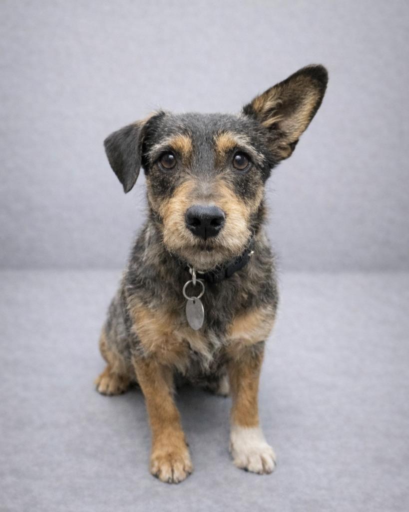 Enlarge Meatball, a Adoptable mixed breed in Reno, NV image 1/2