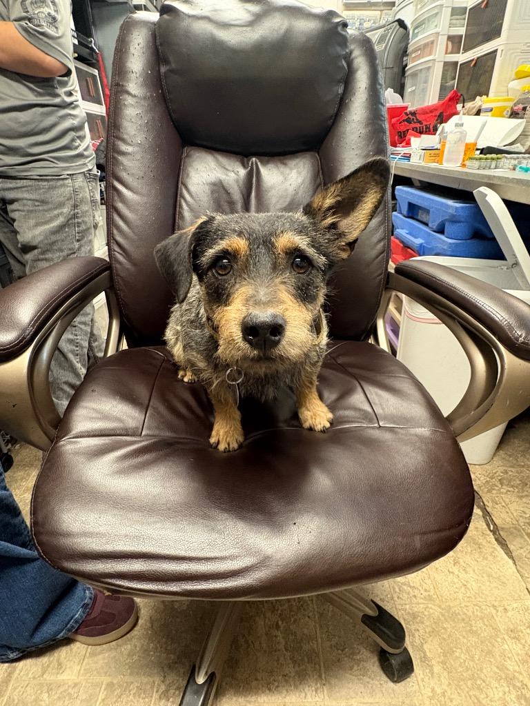 Enlarge Meatball, a Adoptable mixed breed in Reno, NV image 2/2