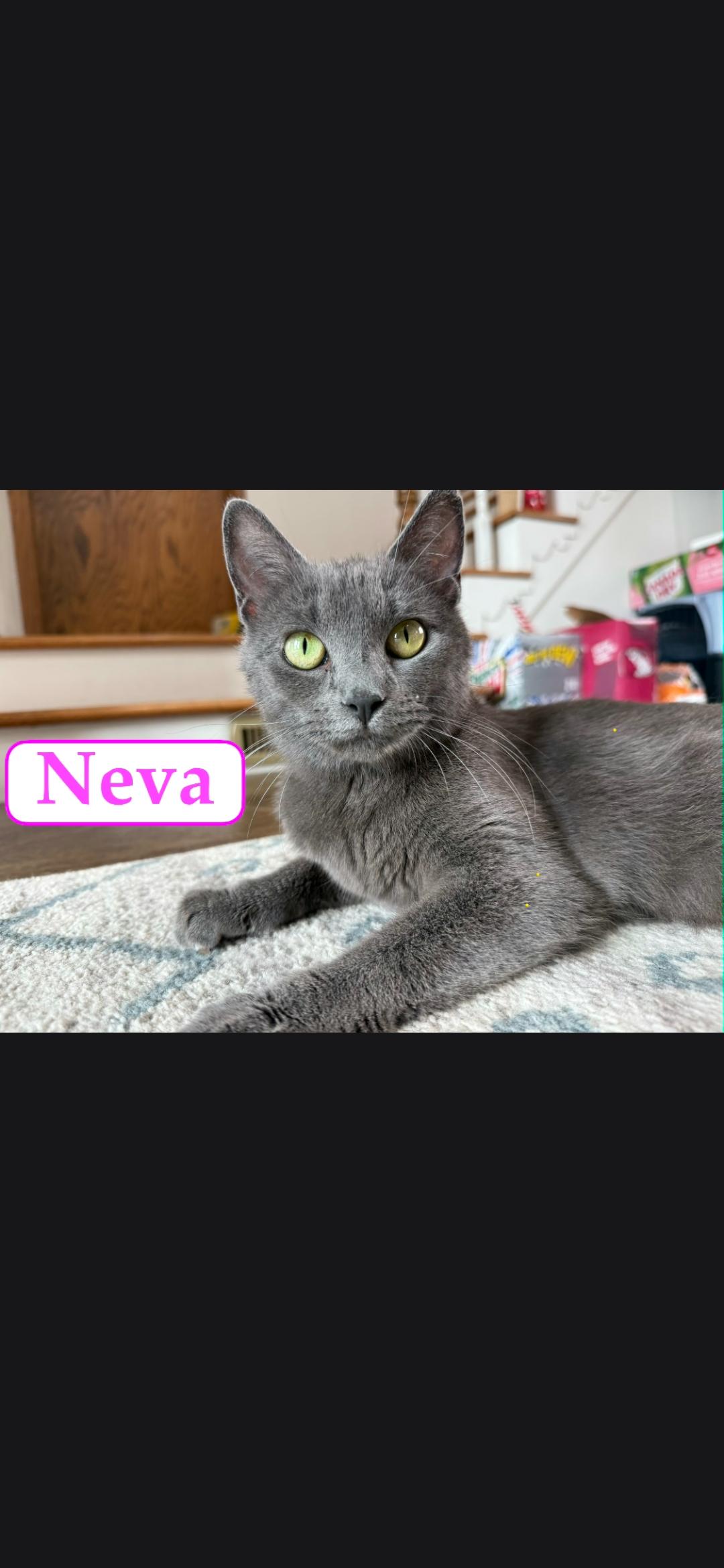 Neva, adopted, Young Female Russian Blue.