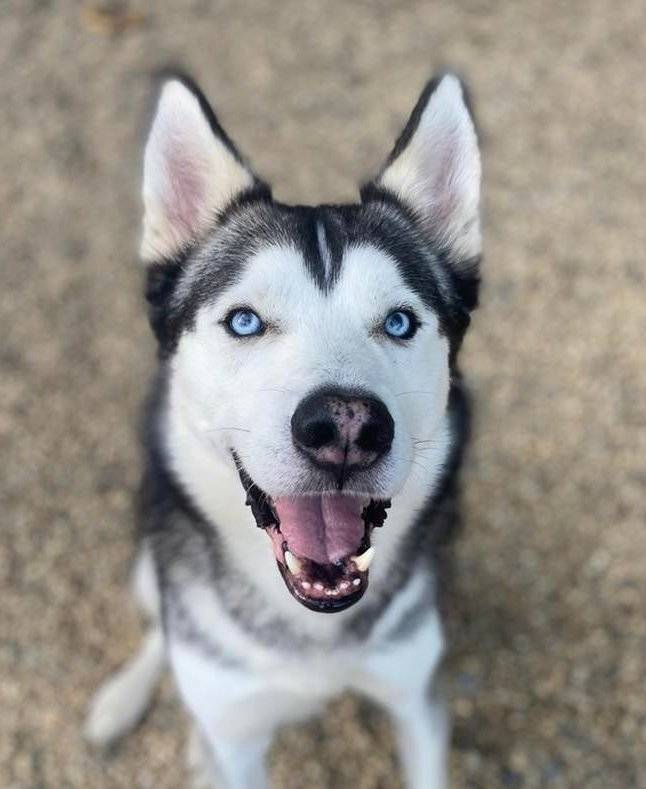 Blue, a Adoptable Siberian Husky in Matawan, NJ image 1/5