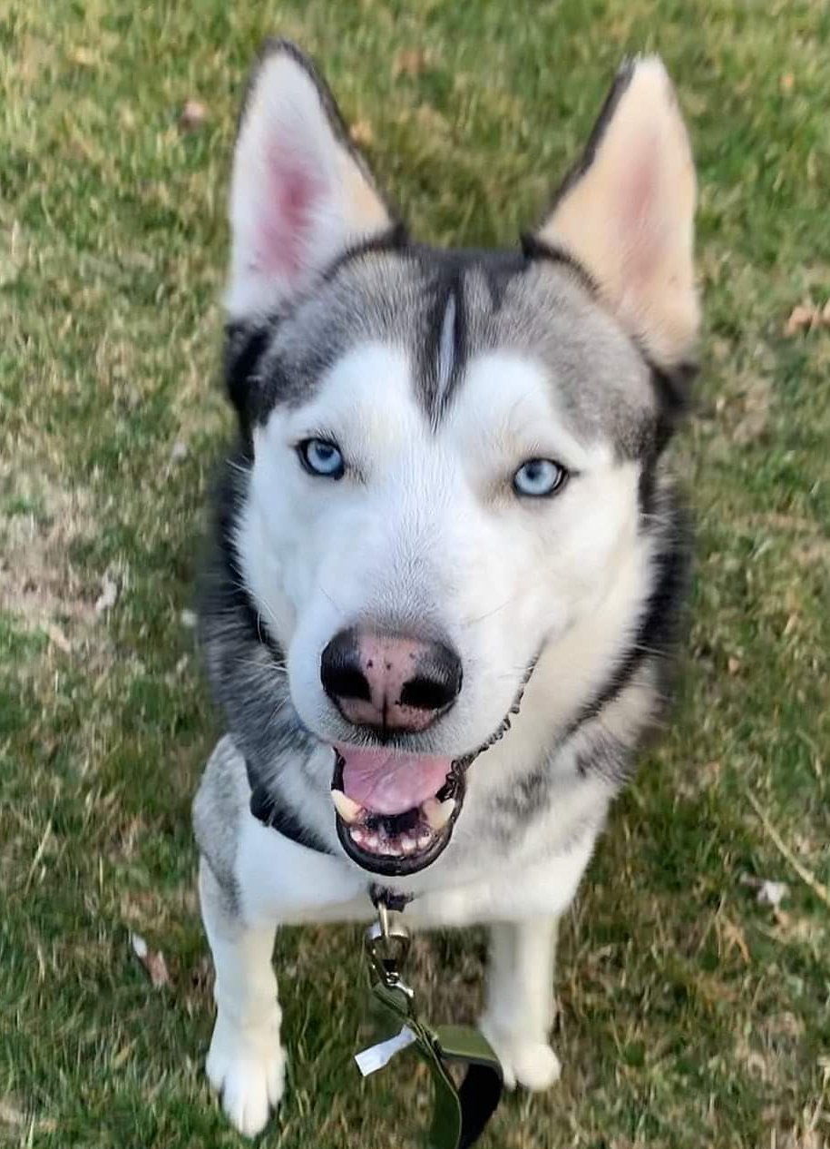 Blue, a Adoptable Siberian Husky in Matawan, NJ image 2/5