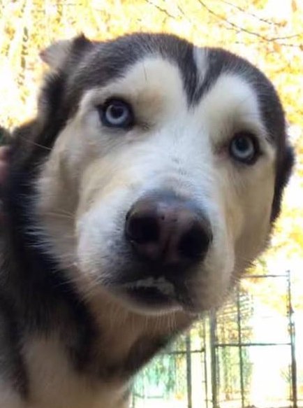 Blue, a Adoptable Siberian Husky in Matawan, NJ image 3/5