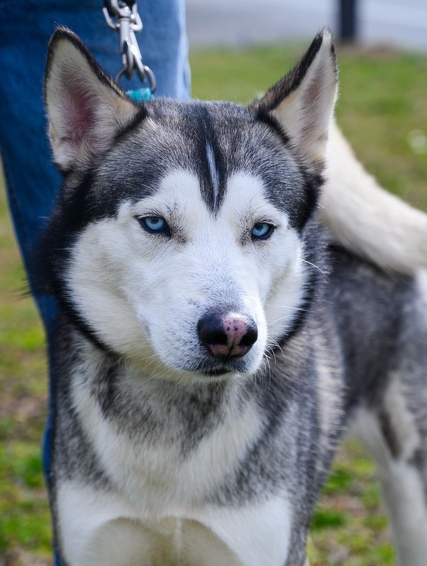 Blue, a Adoptable Siberian Husky in Matawan, NJ image 4/5