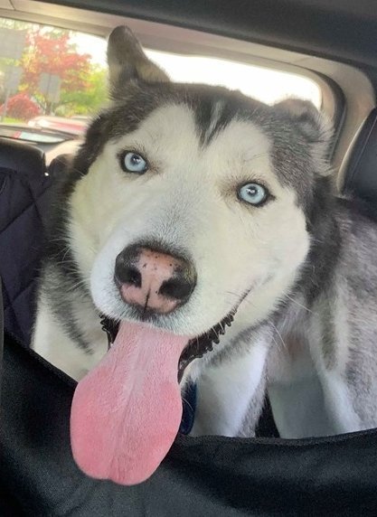 Blue, a Adoptable Siberian Husky in Matawan, NJ image 5/5