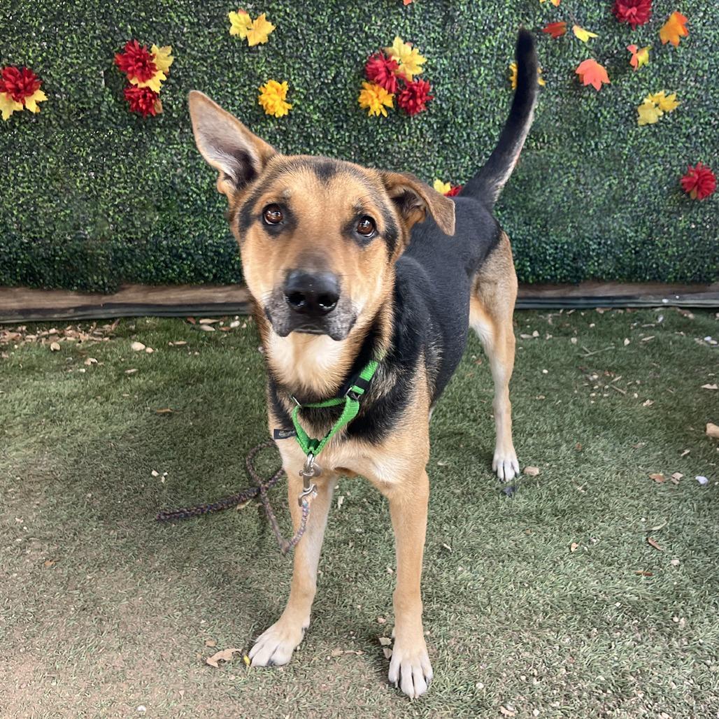 Jackson Pollock — thumbnail 5