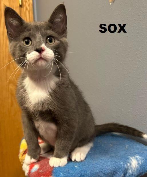 Enlarge Sox, a Adopted mixed breed in Owatonna, MN image 3/4