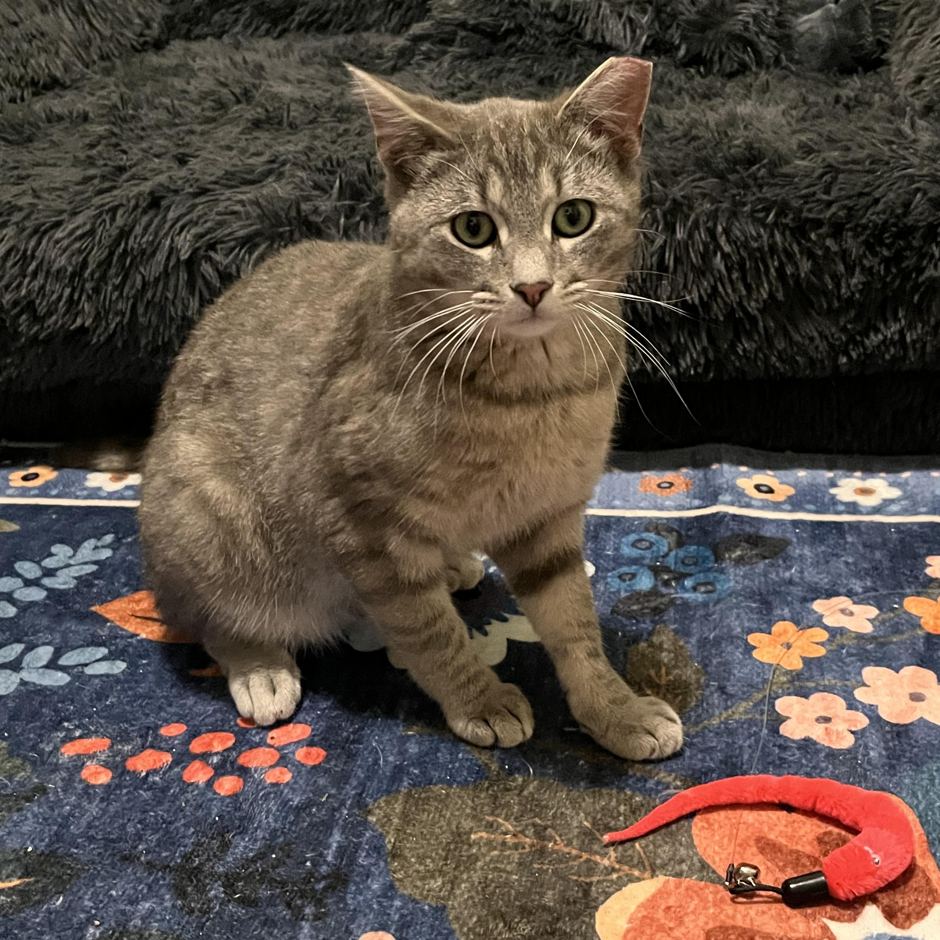 Frisco, Young Male Domestic Short Hair
