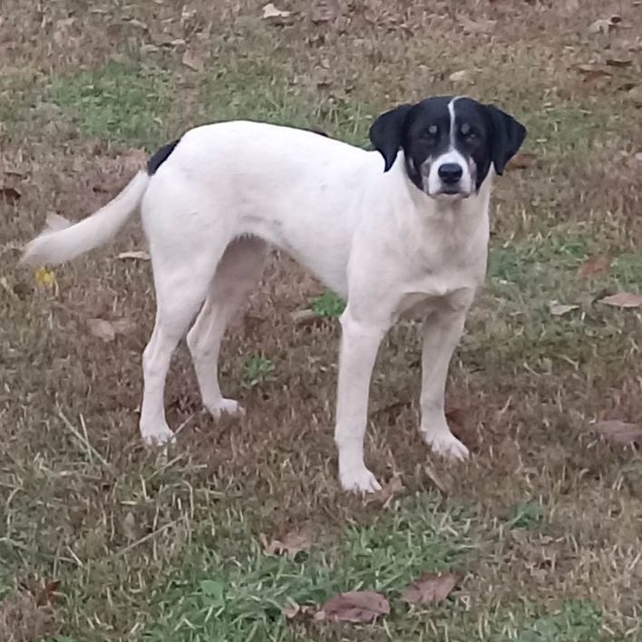 Sally, Adopted, Adult Female Australian Cattle Dog / Blue Heeler & Mixed Breed.