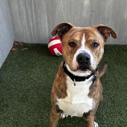 Bingo, Adoptable, Adult Male Mixed Breed & Mixed Breed.