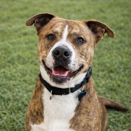 Bingo, a Adoptable mixed breed in Merriam, KS image 2/3