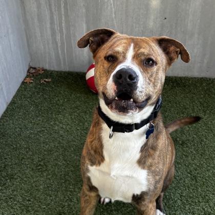 Bingo, a Adoptable mixed breed in Merriam, KS image 3/3