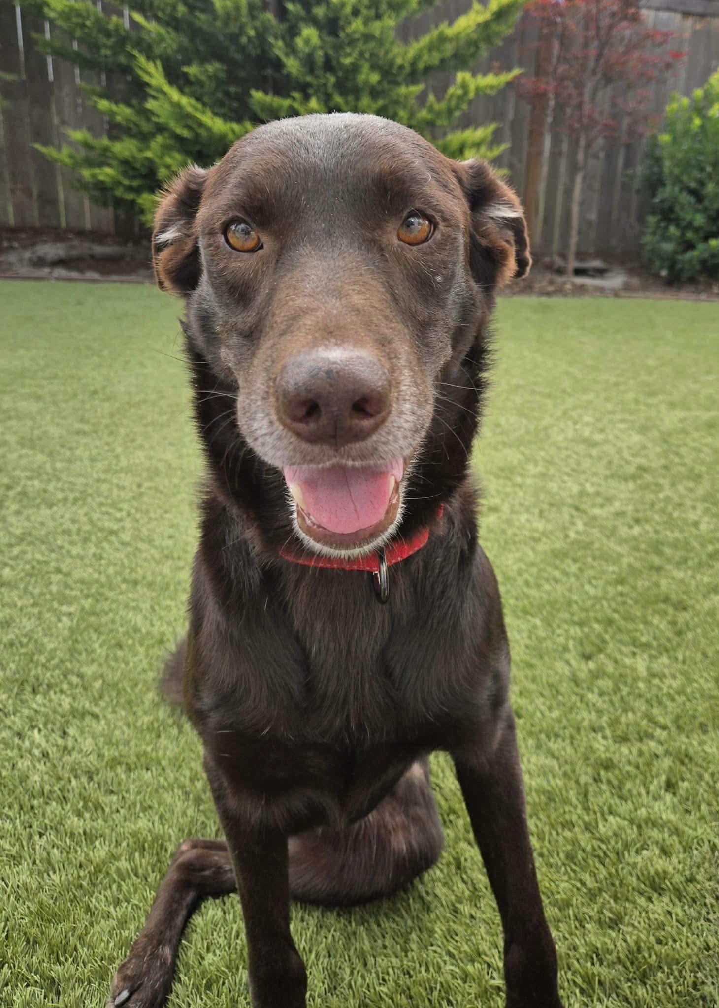 Gio, an adopted mixed breed in Beavercreek, OR image 1/6