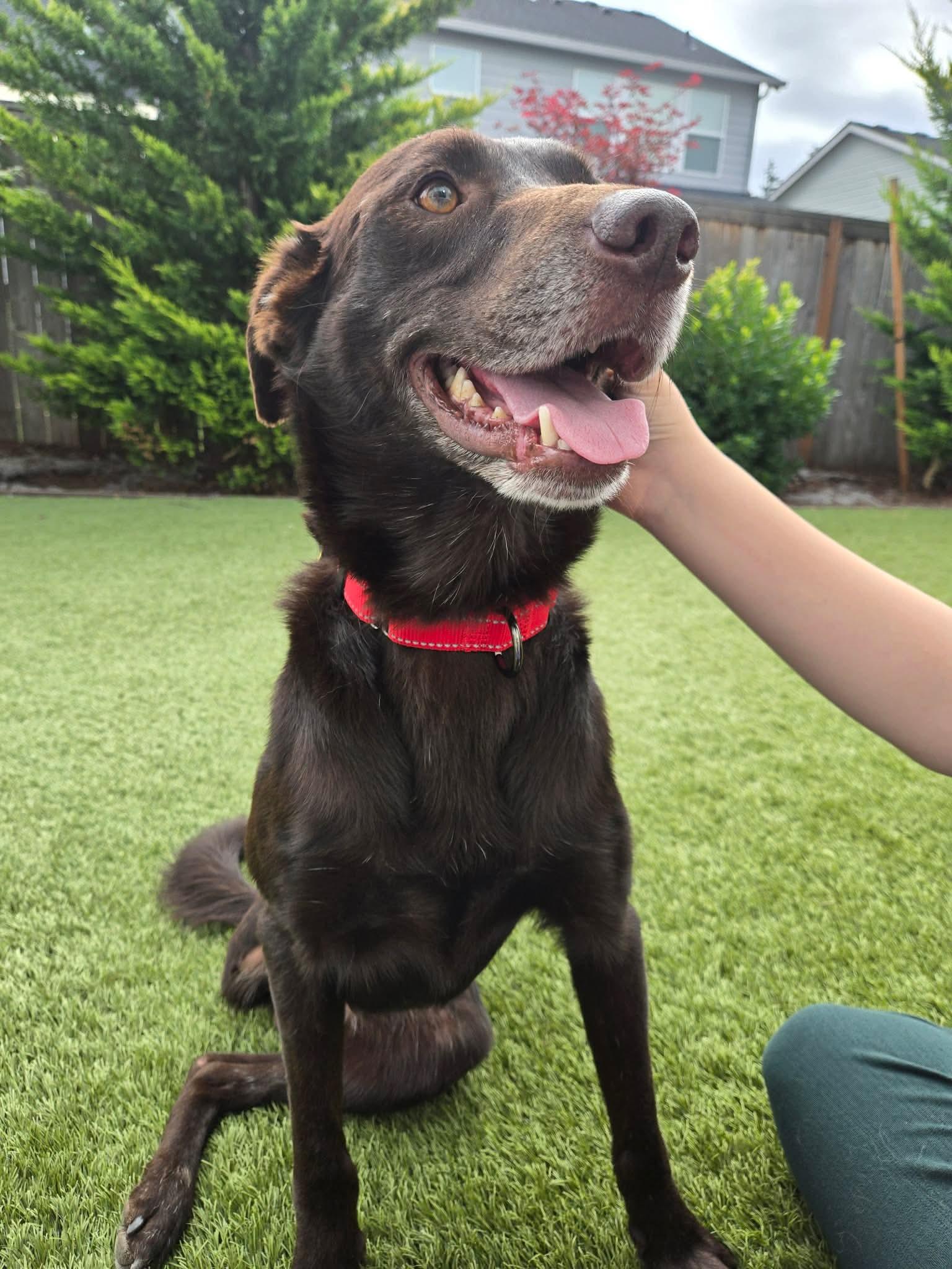 Gio, an adopted mixed breed in Beavercreek, OR image 2/6