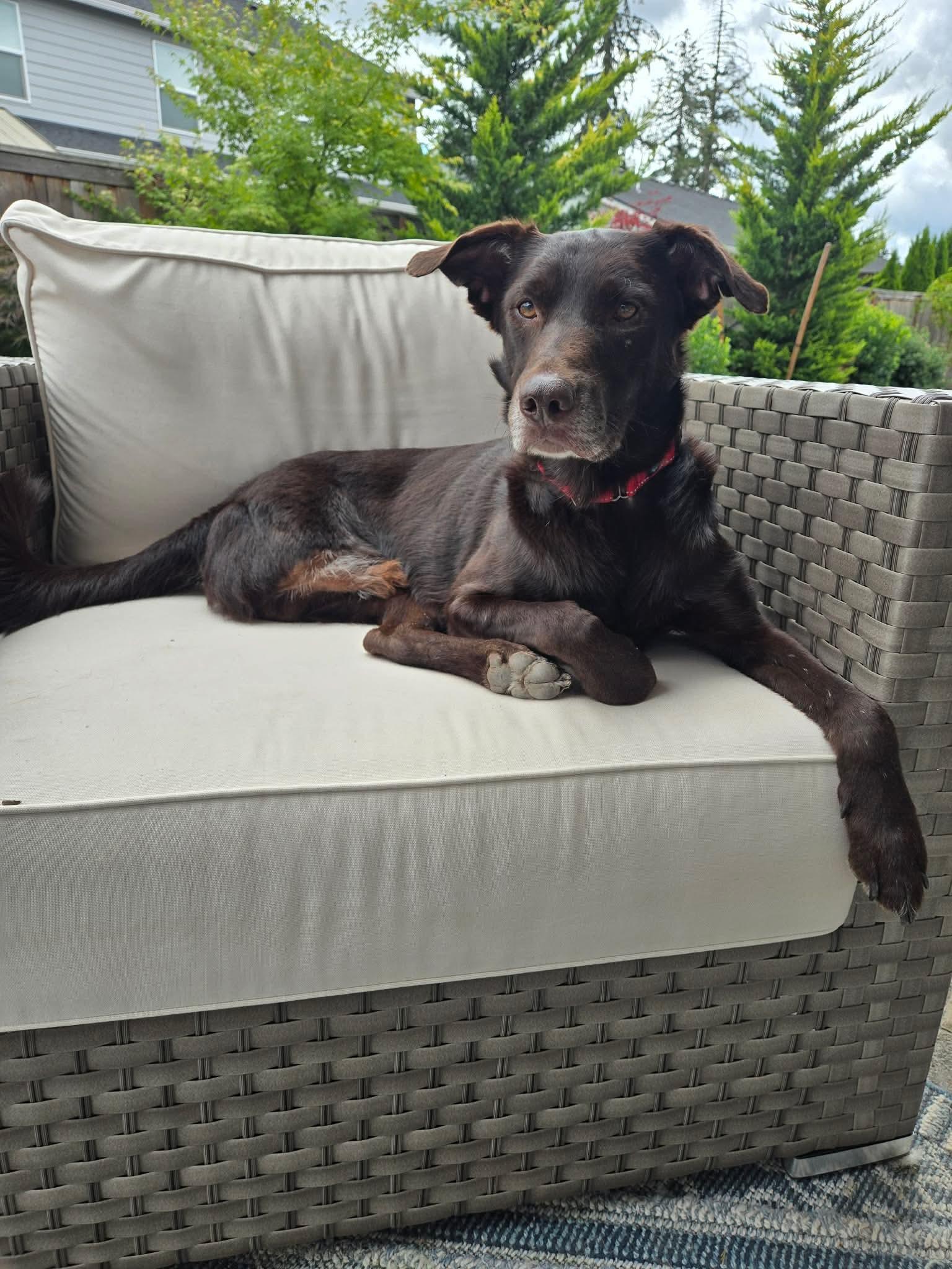 Gio, an adopted mixed breed in Beavercreek, OR image 6/6