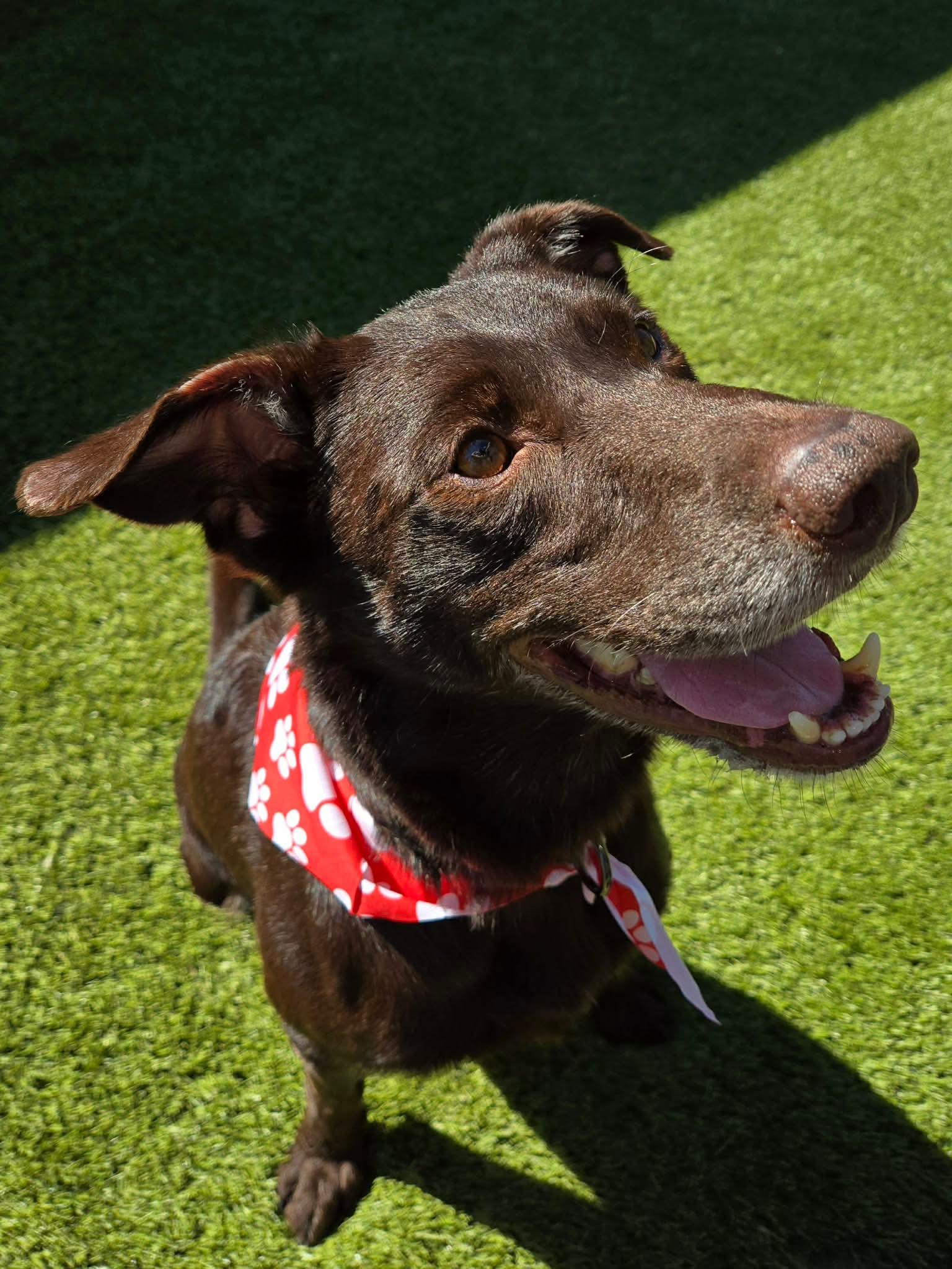 Gio, an adopted mixed breed in Beavercreek, OR image 5/6