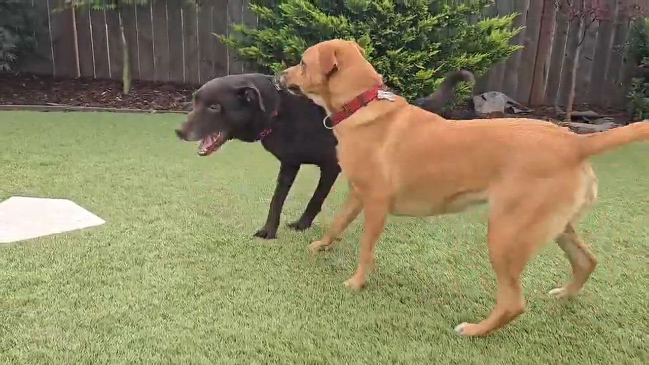 Enlarge Gio, an adopted mixed breed in Beavercreek, OR video 4/6