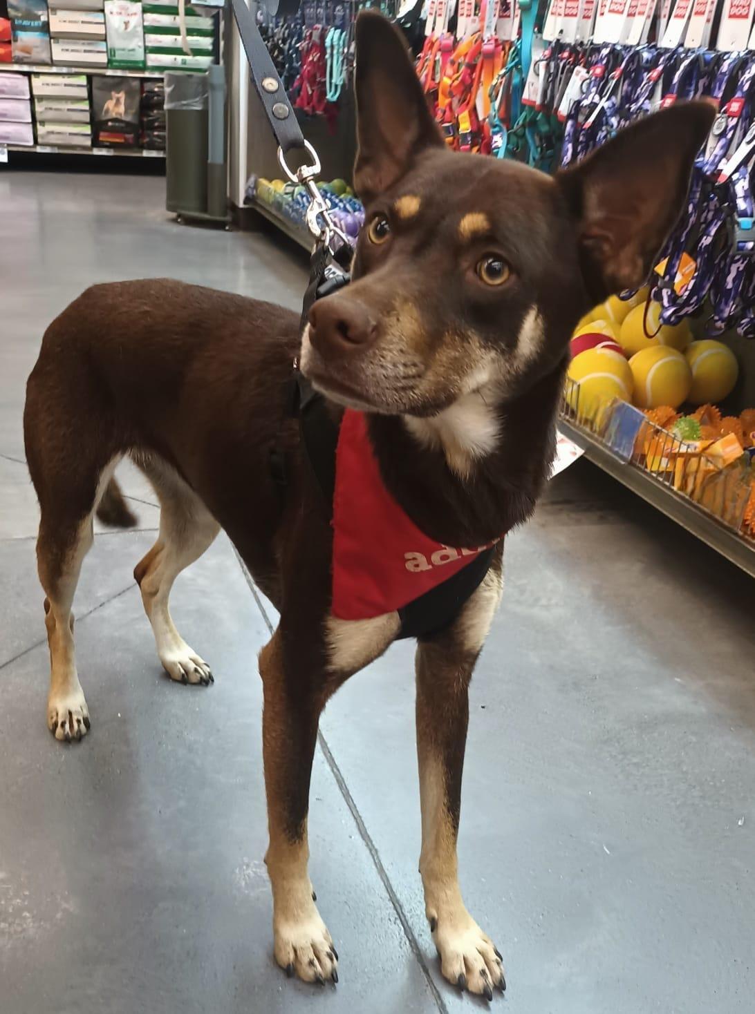 Brownie, a ADOPTABLE mixed breed in San Diego, CA image 4/4