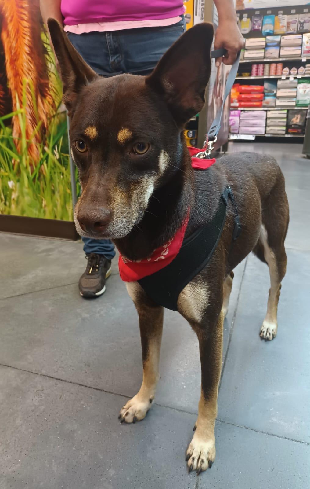 Brownie, a ADOPTABLE mixed breed in San Diego, CA image 3/4