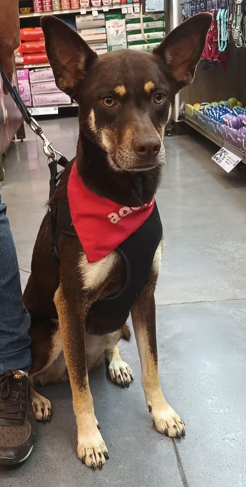 Brownie, a ADOPTABLE mixed breed in San Diego, CA image 2/4