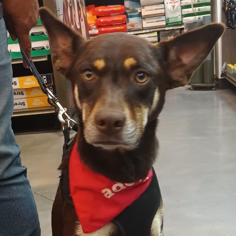 Brownie, a ADOPTABLE mixed breed in San Diego, CA image 1/4