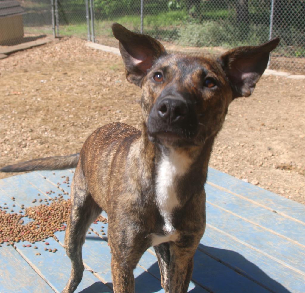 Enlarge Alfalfa 26, a Adoptable mixed breed in Brookhaven, MS image 1/3