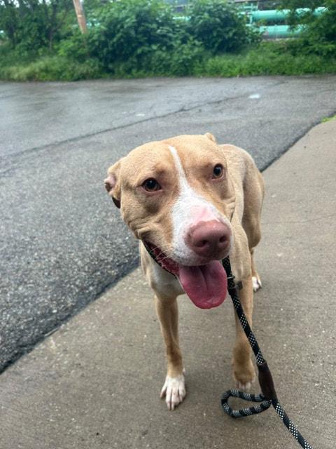 STITCH, ADOPTABLE, Young Male Pit Bull Terrier.