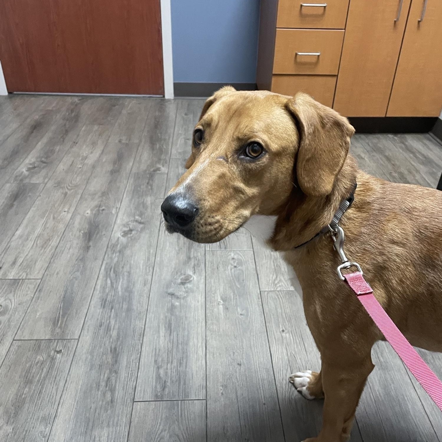 Enlarge Jerry, a ADOPTABLE mixed breed in Aurora, IL image 2/6