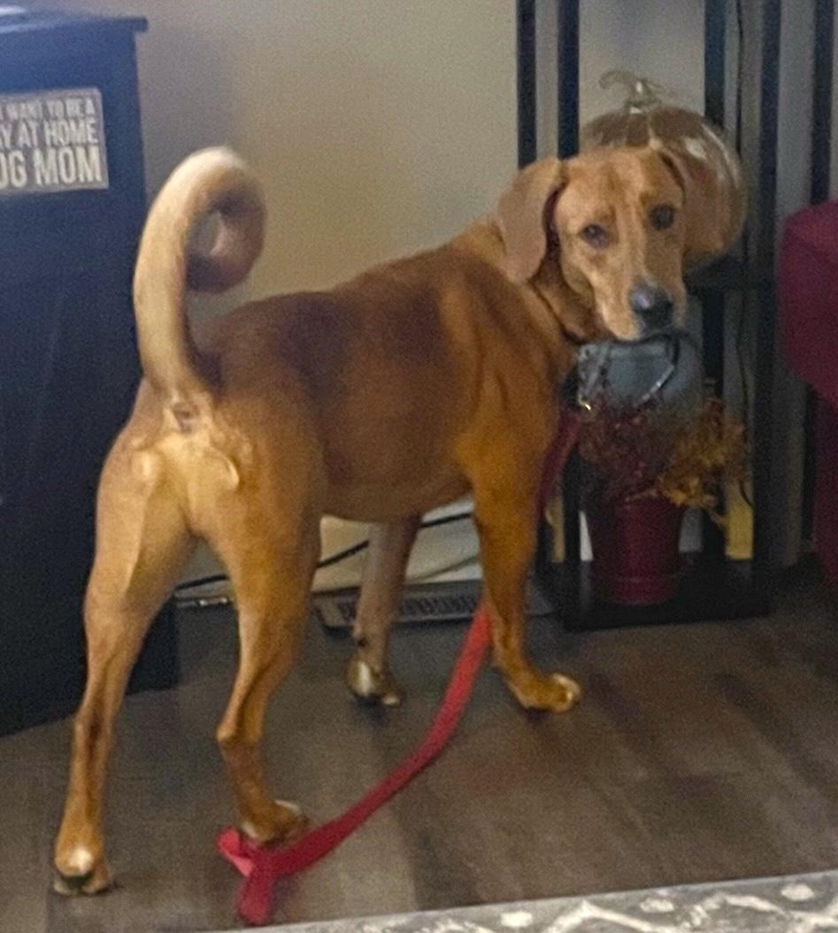 Jerry, ADOPTABLE, Adult Male Hound & Labrador Retriever.