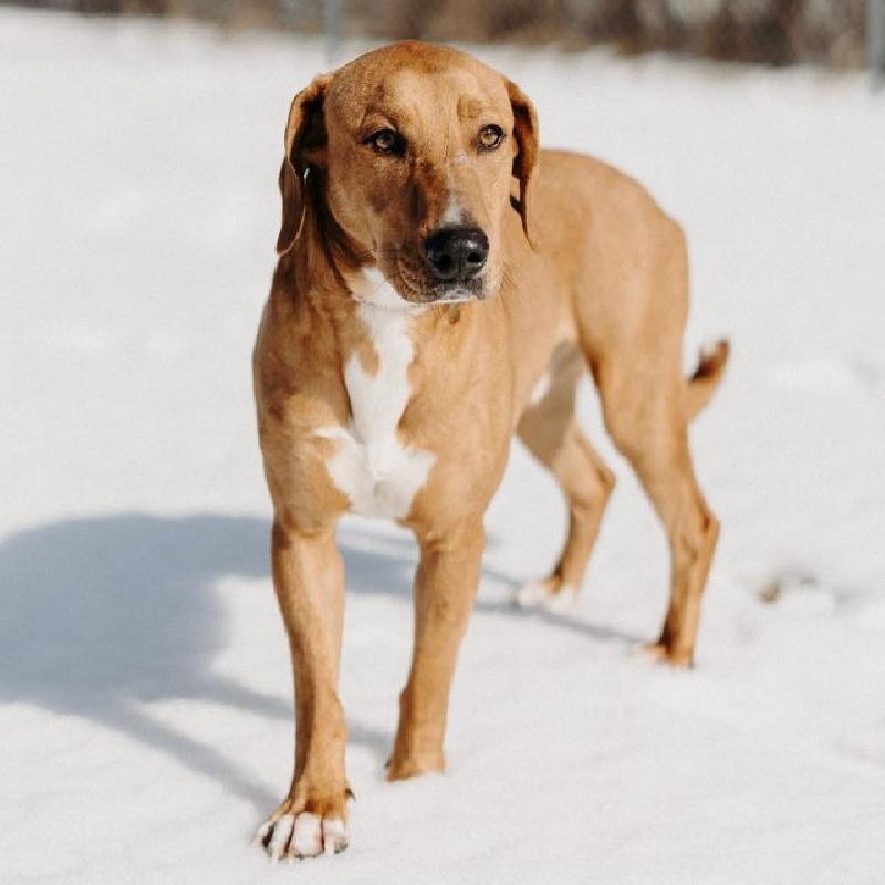 Enlarge Jerry, a ADOPTABLE mixed breed in Aurora, IL image 2/3