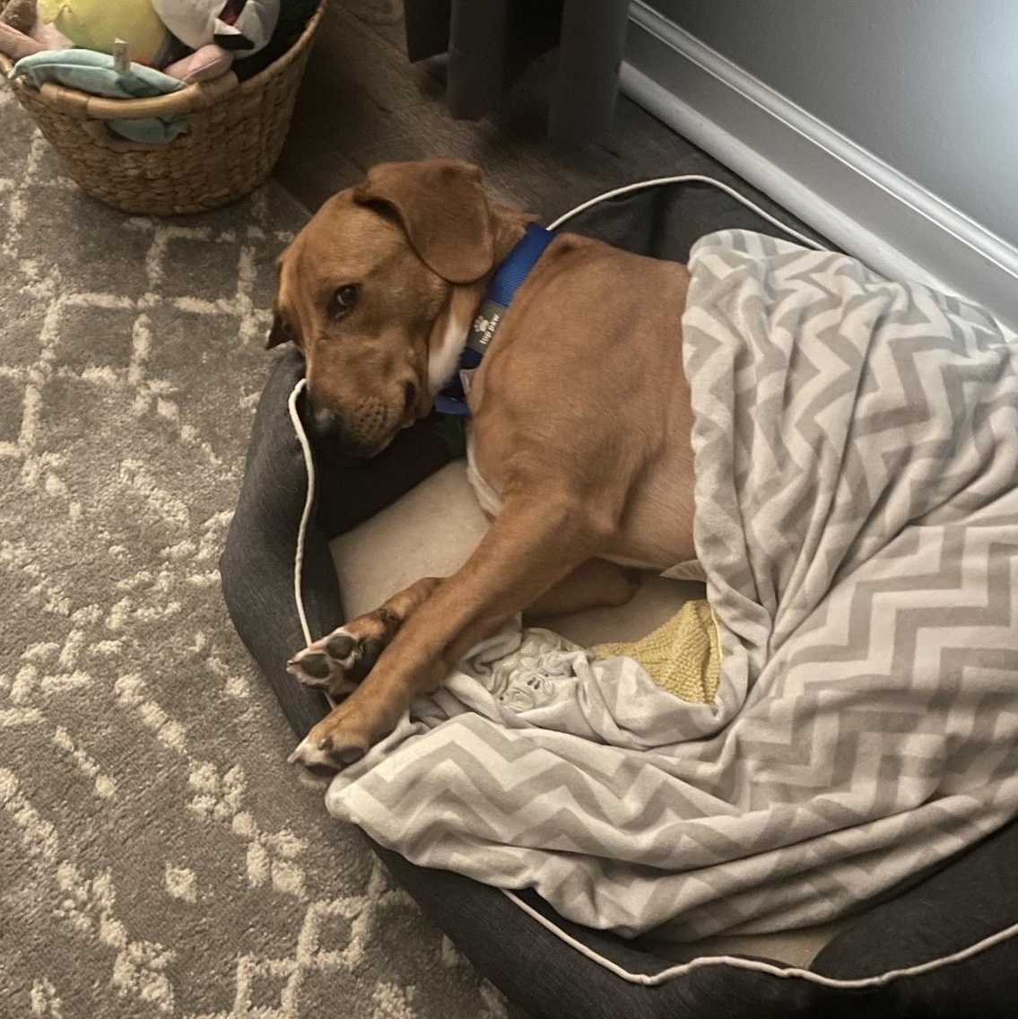 Enlarge Jerry, a ADOPTABLE mixed breed in Aurora, IL image 5/6