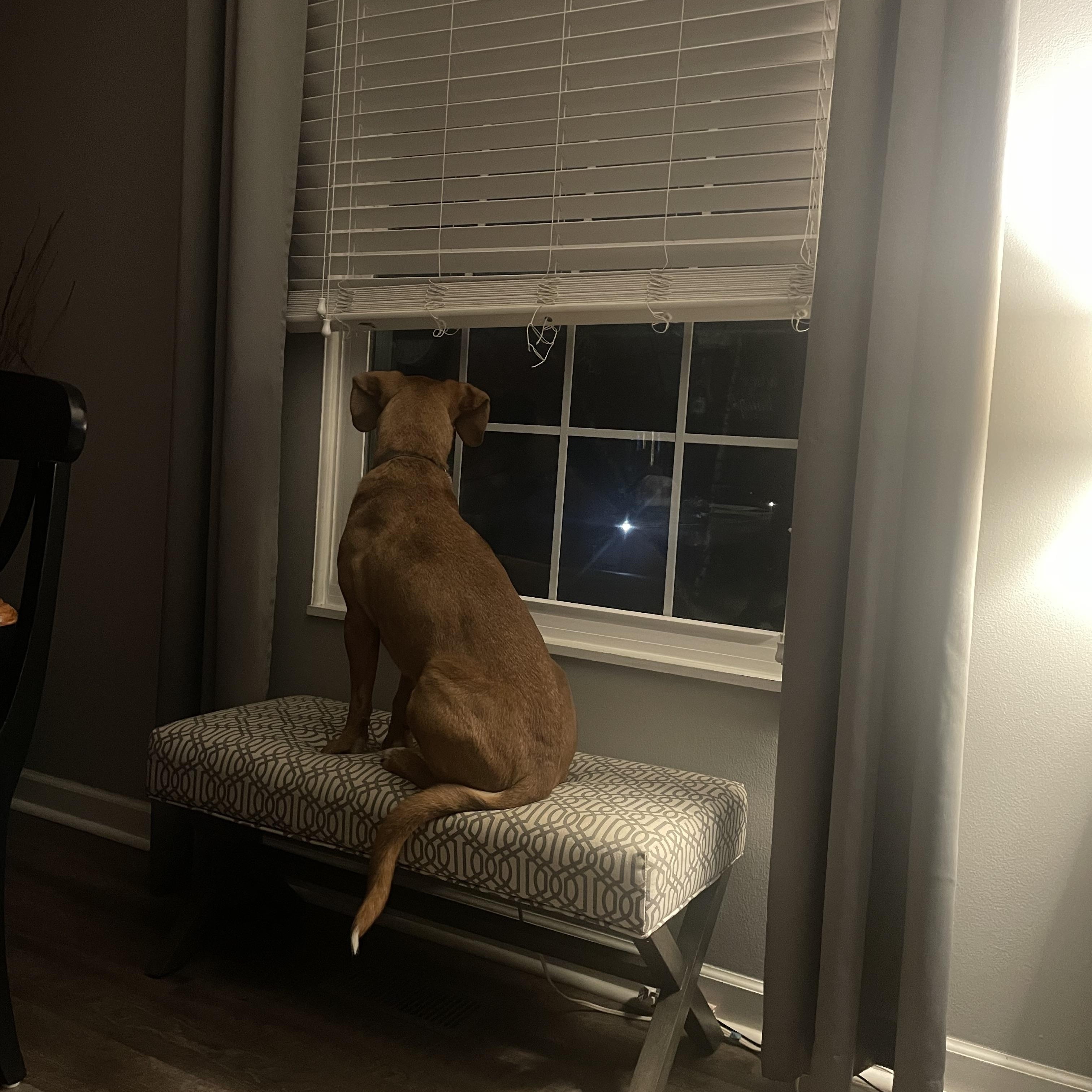 Enlarge Jerry, a ADOPTABLE mixed breed in Aurora, IL image 3/6