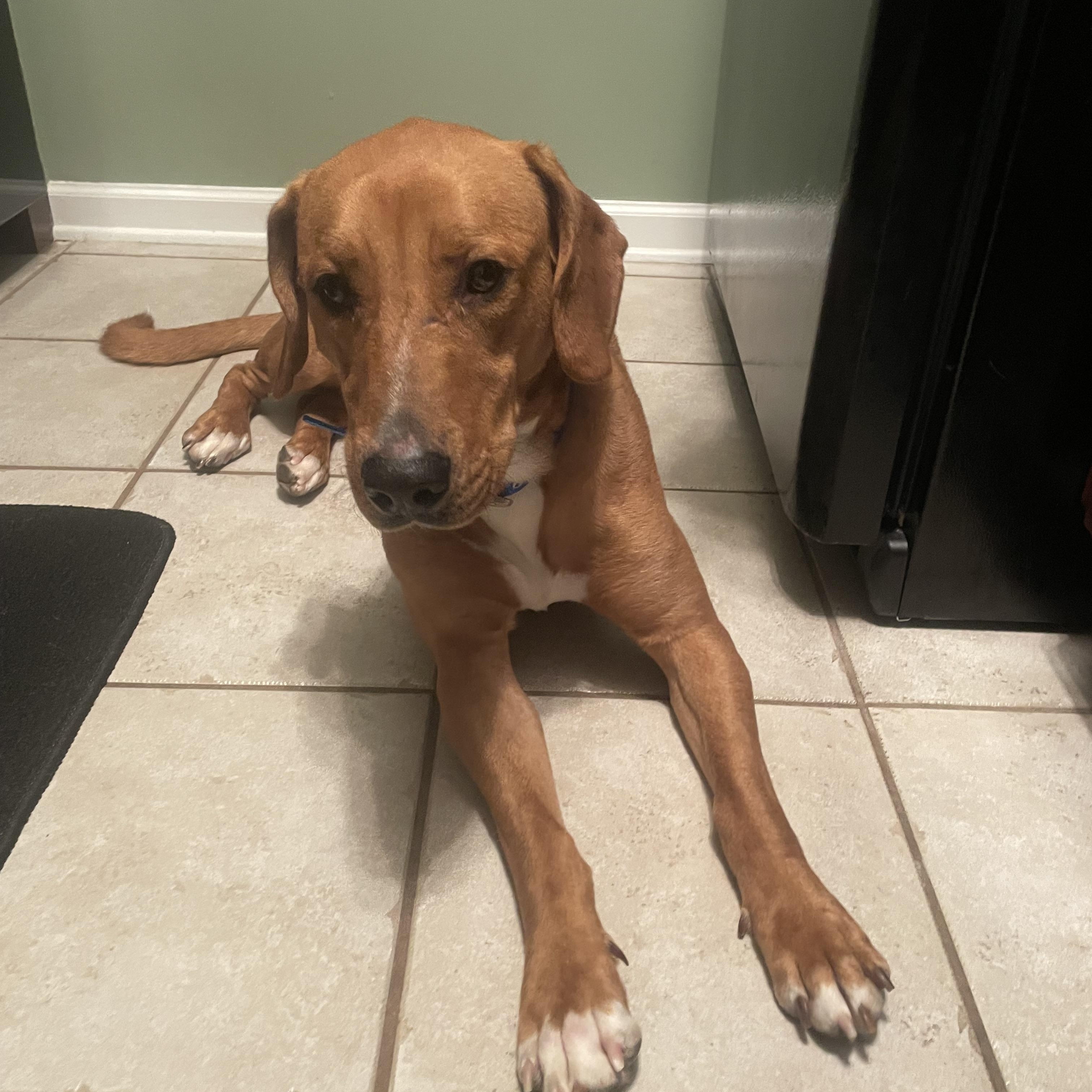 Jerry, ADOPTABLE, Adult Male Hound & Labrador Retriever.