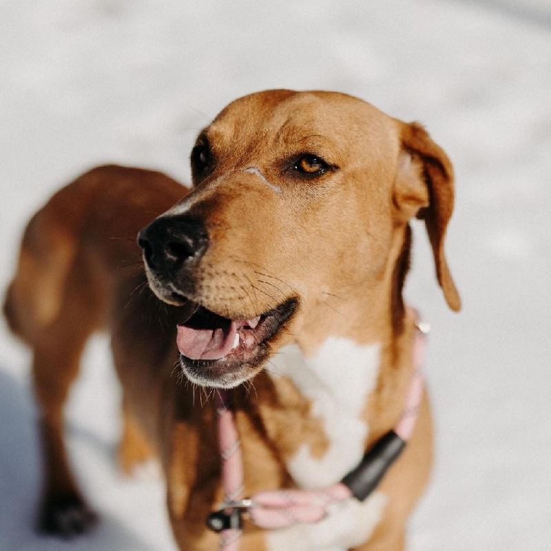 Jerry, ADOPTABLE, Adult Male Hound & Labrador Retriever.