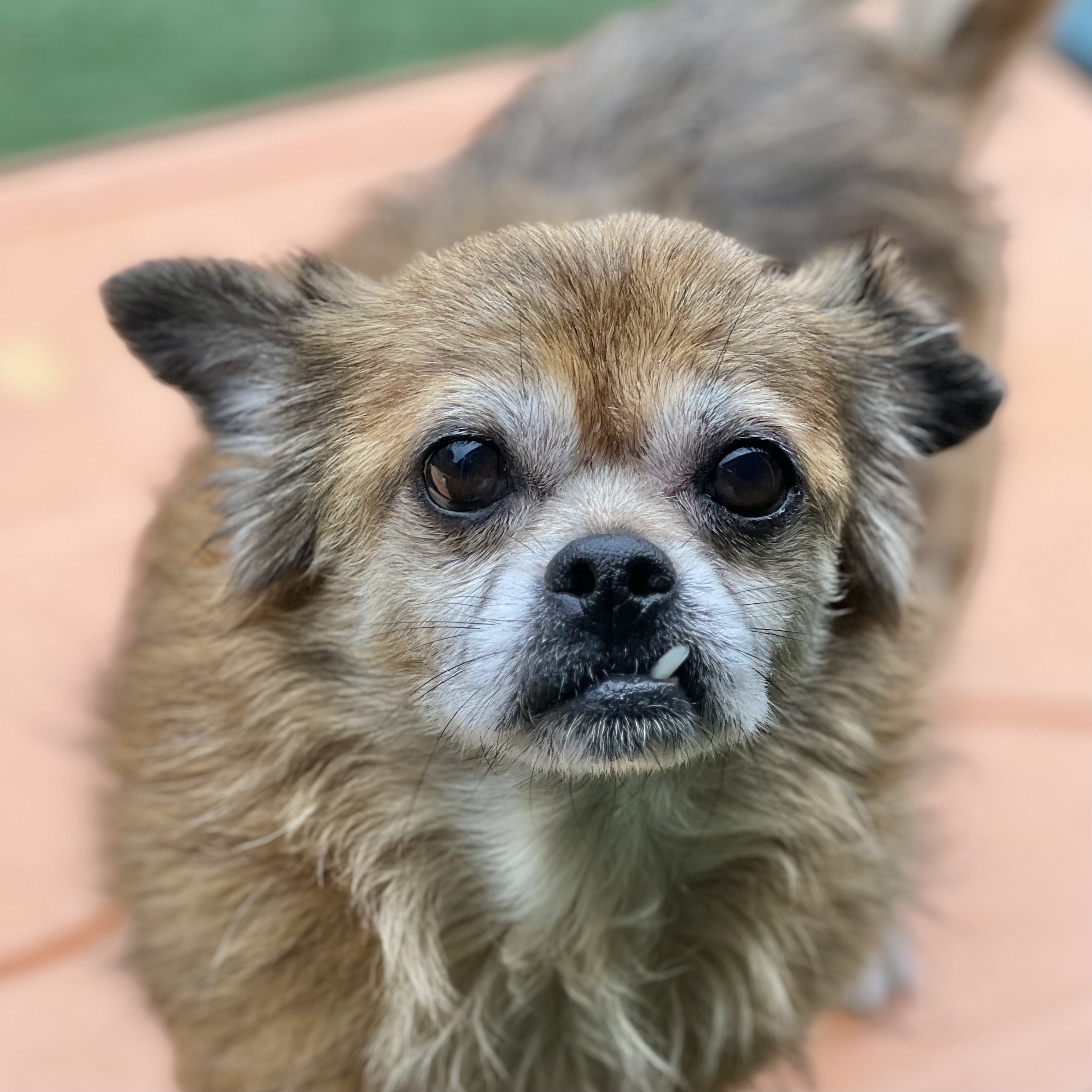 Dog for adoption Sage, a Pekingese & Pomeranian Mix in Sacramento, CA