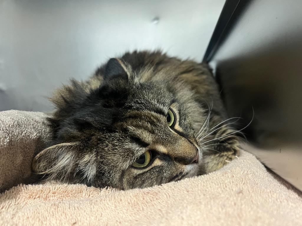 Enlarge Fuzzy Cheese, a Adoptable mixed breed in Murray, KY image 1/1