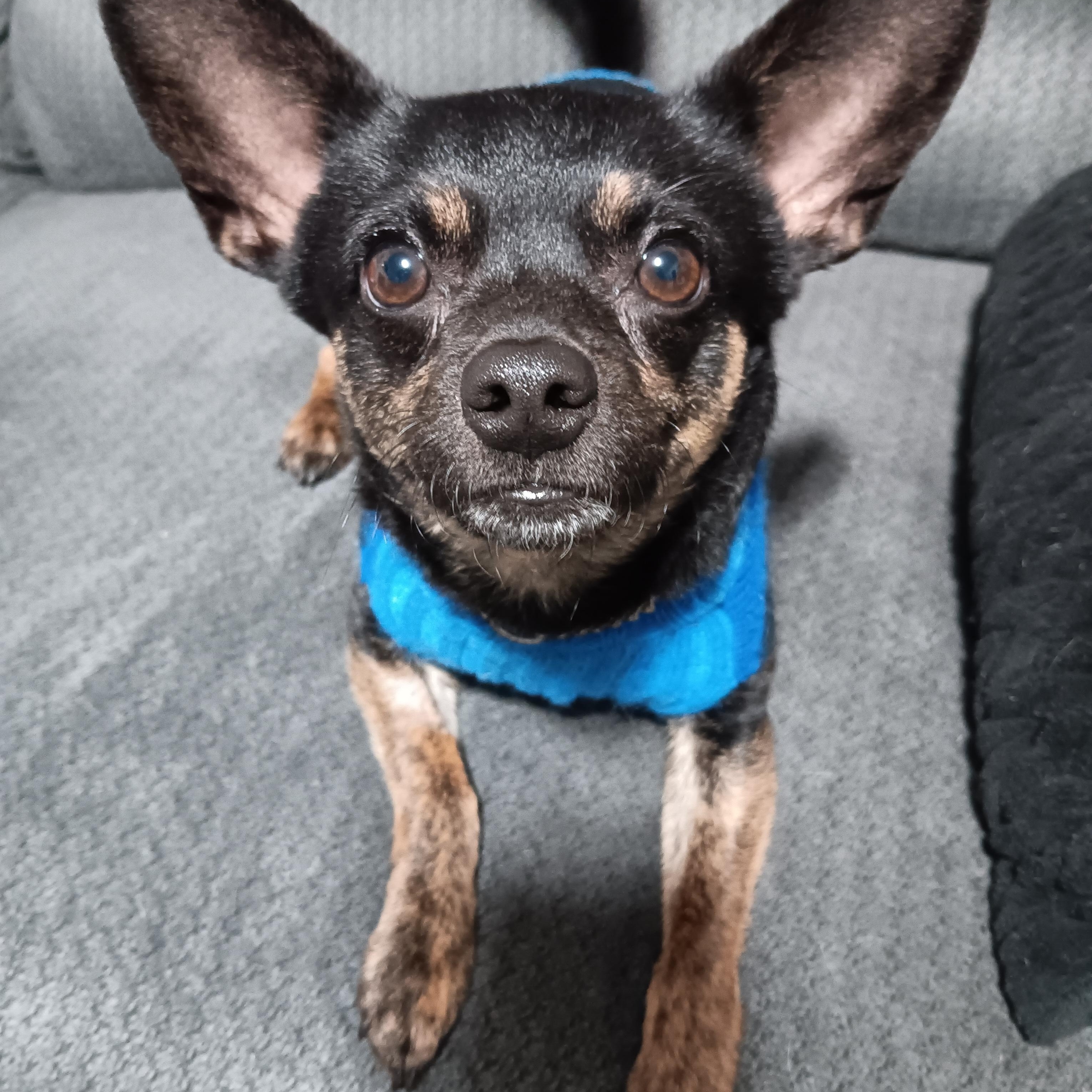 Enlarge Blue, an adopted mixed breed in Salem, OR image 5/6