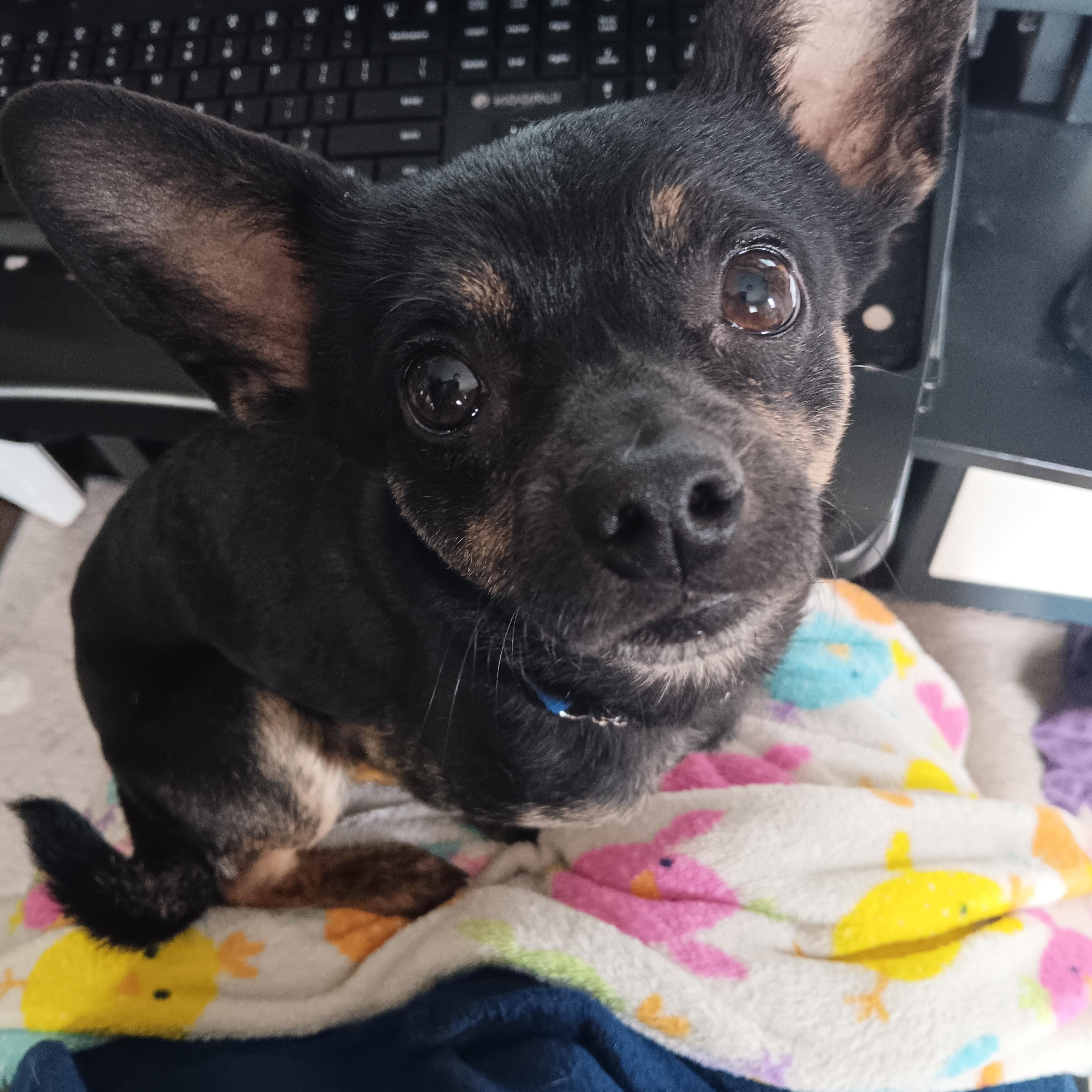 Enlarge Blue, an adopted mixed breed in Salem, OR image 4/6