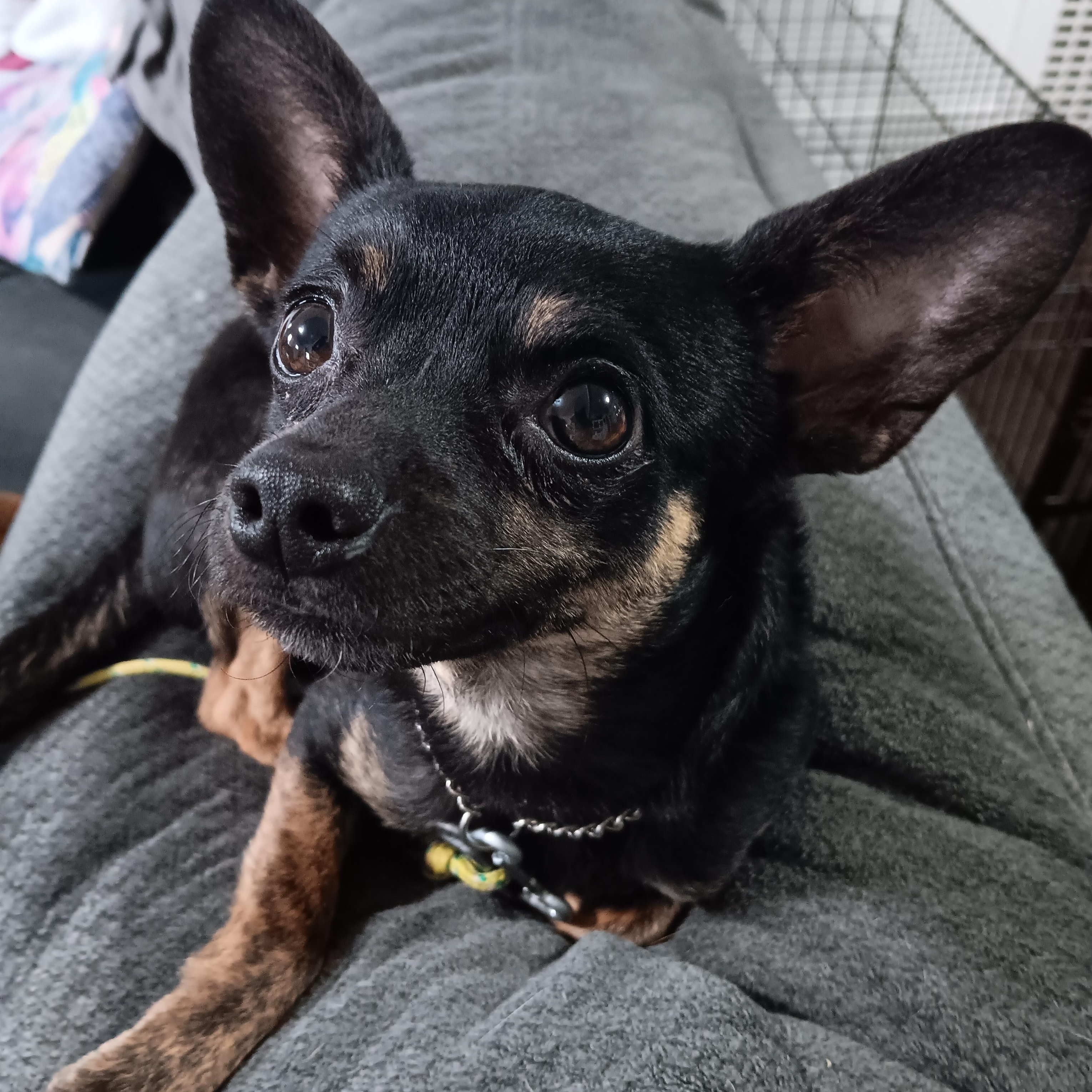Enlarge Blue, an adopted mixed breed in Salem, OR image 6/6