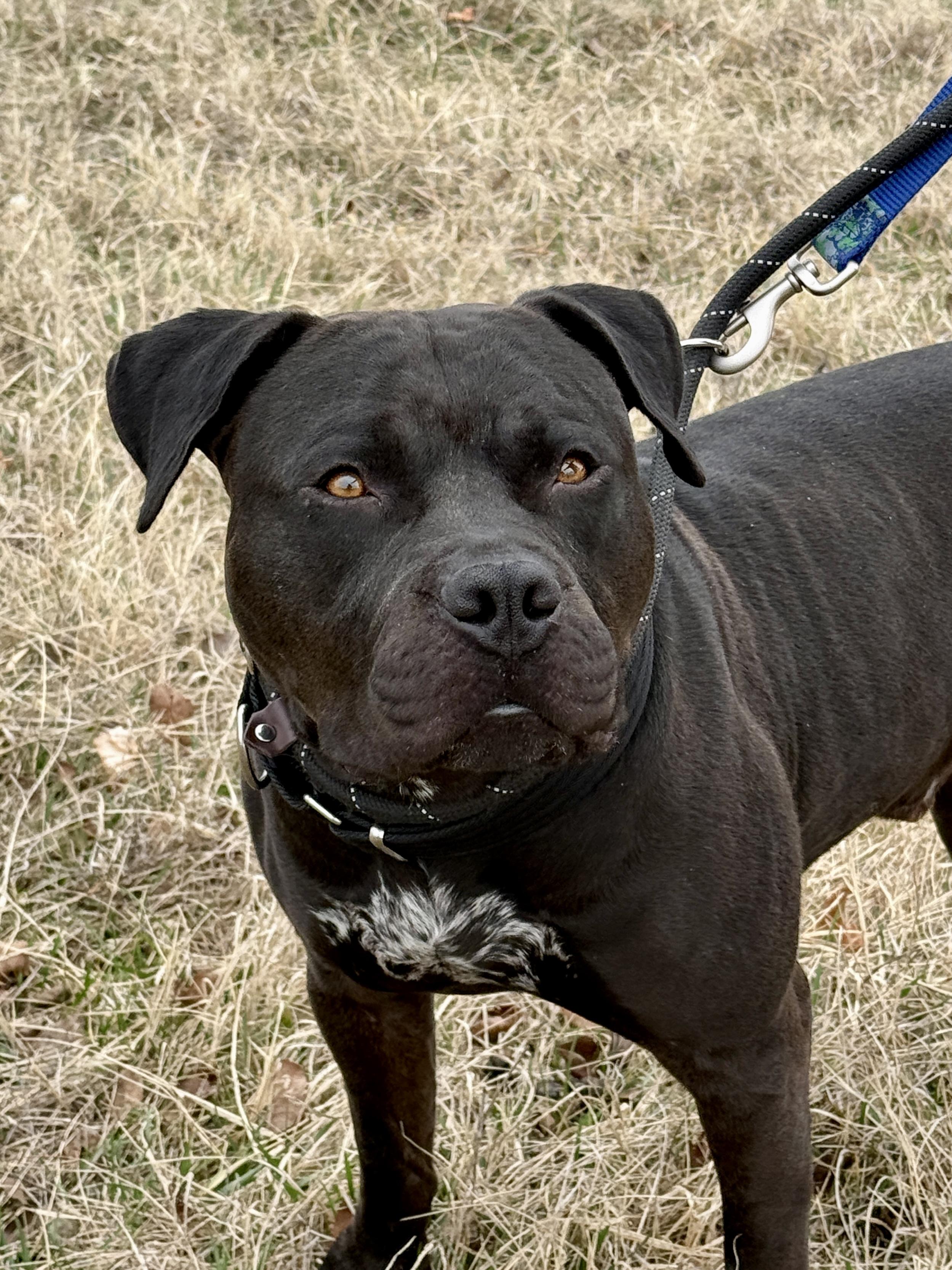 Silas, an adopted American Bully in Culpeper, VA image 1/3