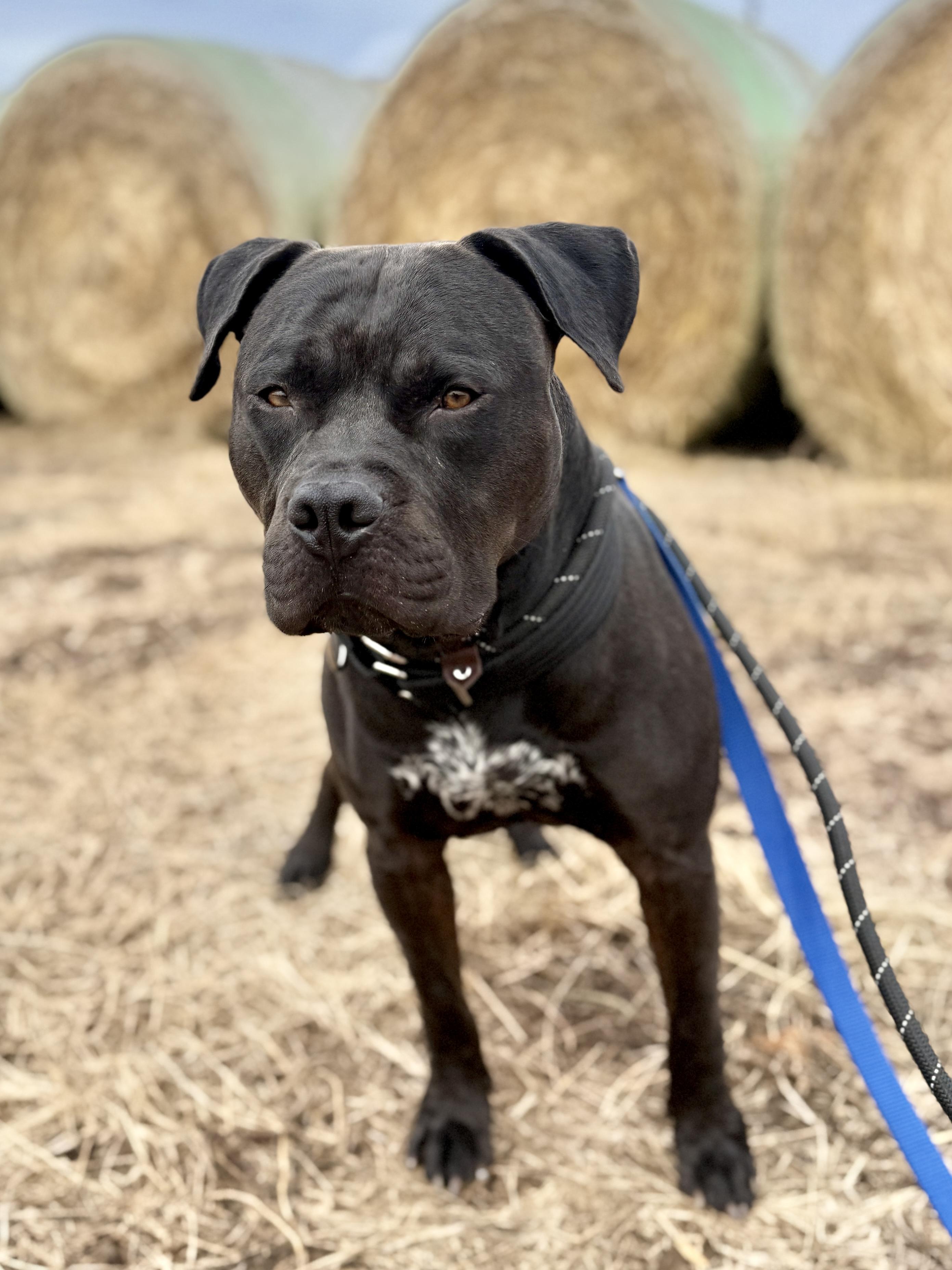 Silas, an adopted American Bully in Culpeper, VA image 2/3