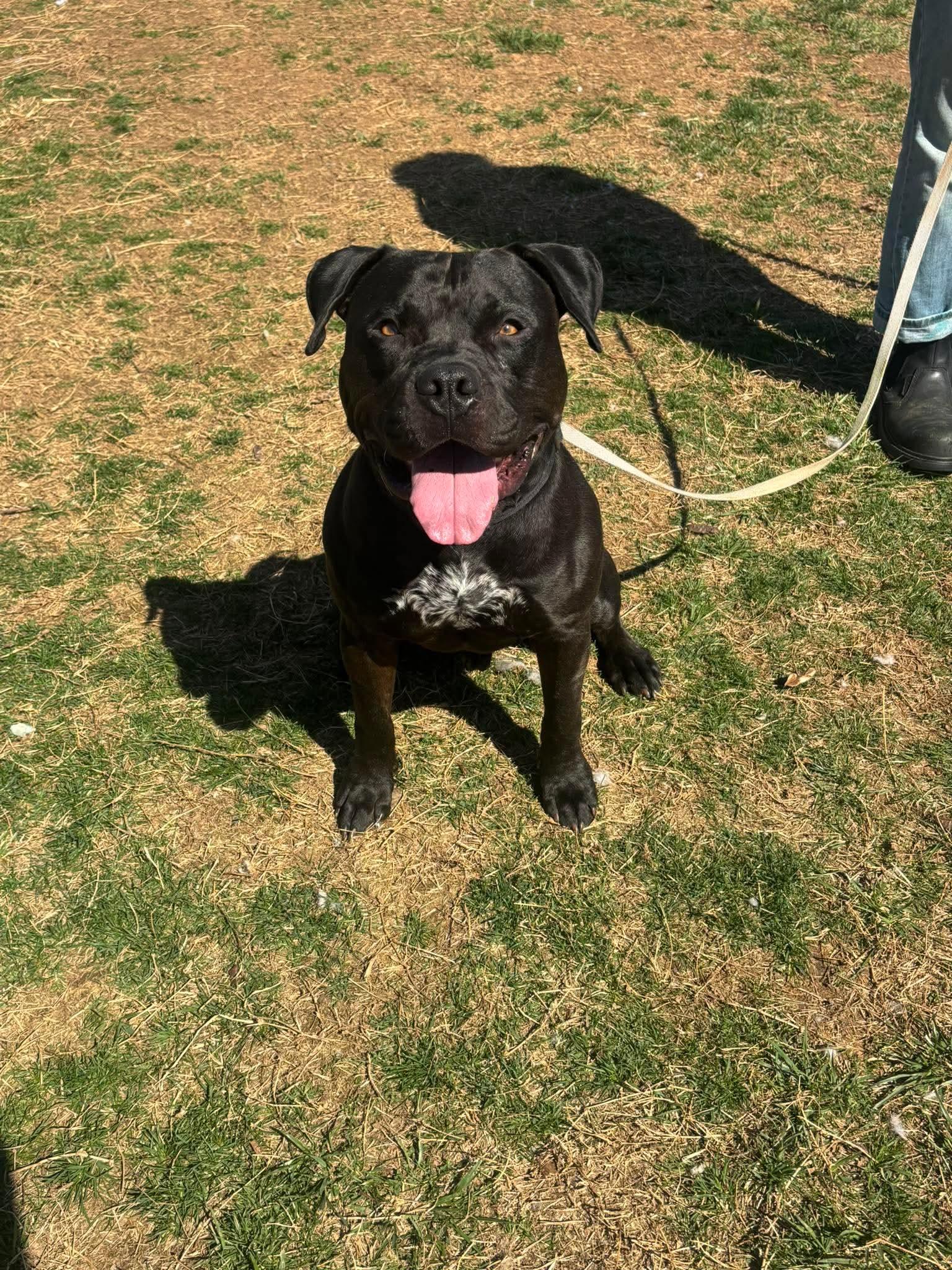 Silas, an adopted American Bully in Culpeper, VA image 3/3